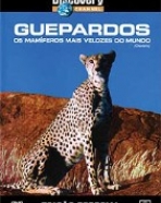 Guepardos – Os Mamíferos Mais Velozes do Mundo
