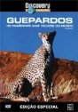 Guepardos – Os Mamíferos Mais Velozes do Mundo